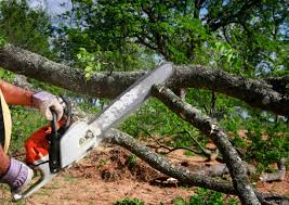 Trusted Meridian, TX Tree Care Experts