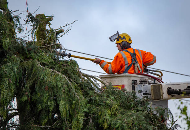 Best Hazardous Tree Removal  in Meridian, TX