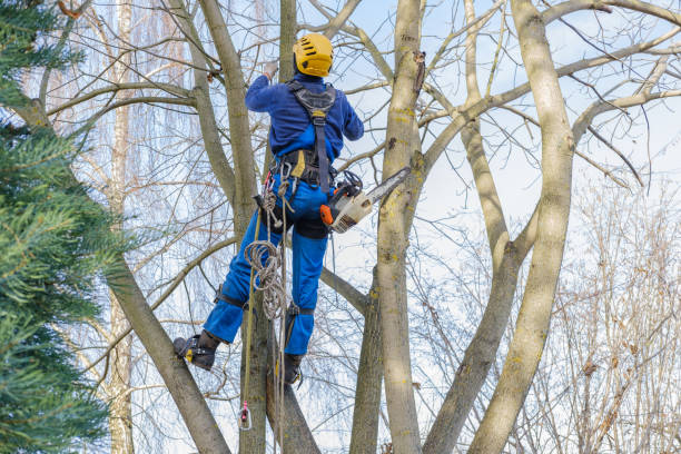 How Our Tree Care Process Works  in  Meridian, TX